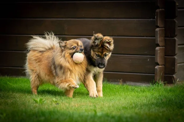 ポメラニアの犬とドイツの羊飼いの子犬がボールで遊んでいます — ストック写真