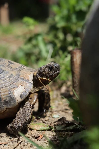 Die Nahaufnahme Einer Kleinen Schildkröte Garten Südfrankreich Vertikal — Stockfoto