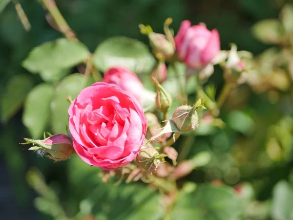 Ένα Επιλεκτικό Πλάνο Εστίασης Ροζ Τριαντάφυλλο Και Μπουμπούκια Κήπου — Φωτογραφία Αρχείου
