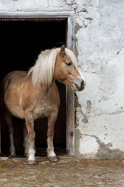 A vertical shot of a brown haflinger pony in the entrance to his stable
