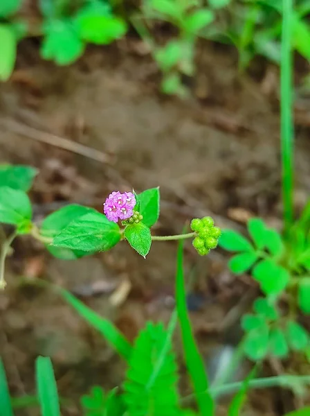 Hermoso Tiro Punarnava Medicina Ayurvédica Plantas Flores — Foto de Stock