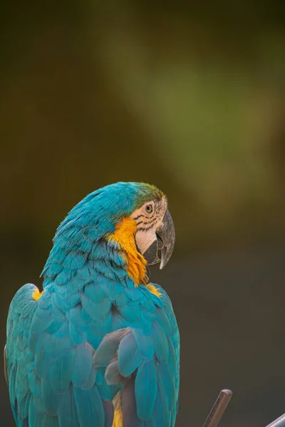 Una Vista Posterior Guacamayo Escarlata Aislado Fondo Borroso —  Fotos de Stock