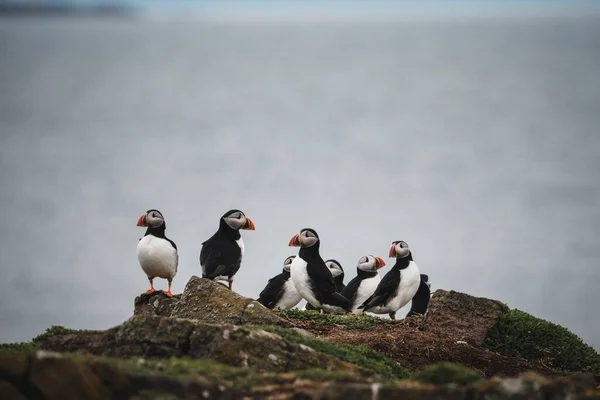 Eine Gruppe Atlantischer Papageitaucher Steht Auf Einer Küstenklippe Mit Einem — Stockfoto