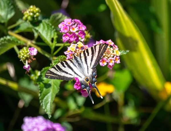 Çiçeğin Üzerinde Oturan Güzel Bir Kelebeğin Makro Görüntüsü — Stok fotoğraf