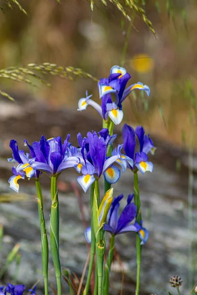 Eine Vertikale Nahaufnahme Der Blauen Algerischen Iris — Stockfoto