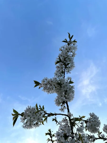 Крупним Планом Вишневе Дерево Білі Квіти Розквіт Вертикальні — стокове фото