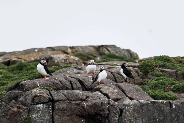Группа Атлантических Птиц Стоящих Прибрежной Скале — стоковое фото