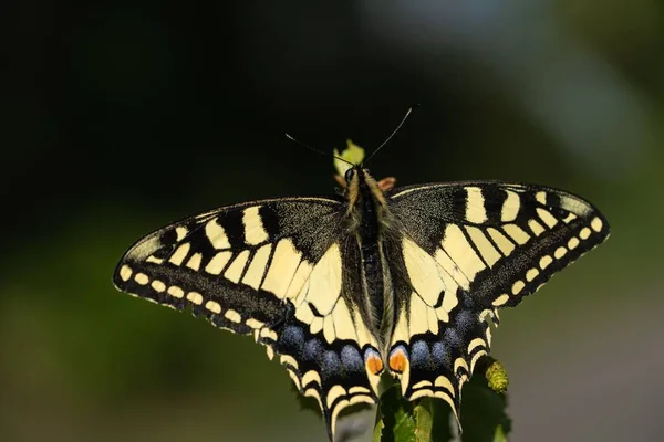Fecskefarkú Pillangó Makró Fotója Egy Növénylevélen Kertben — Stock Fotó