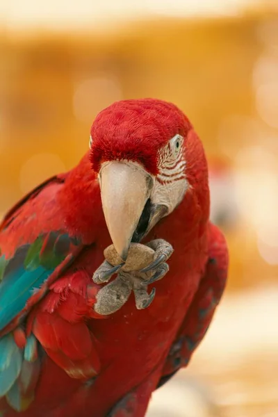 Kırmızı Kırmızı Papağanın Gagasında Kayayı Tutan Dikey Görüntüsü Bulanık Arka — Stok fotoğraf