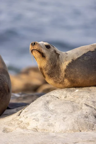 Pionowe Zbliżenie Foki Pławiącej Się Słońcu Skalistej Plaży Kalifornii — Zdjęcie stockowe