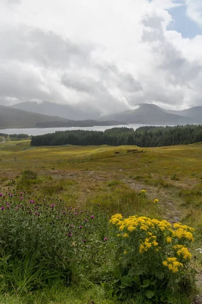 Skoçya Nın Glencoe Köyündeki Bir Ormanda Yeşil Bir Çayırın Dikey — Stok fotoğraf