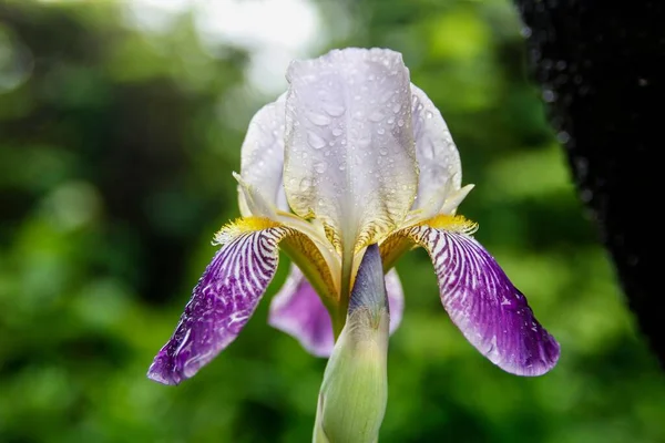 Μια Πολύχρωμη Iris Στην Πρωινή Δροσιά Στην Πολωνία — Φωτογραφία Αρχείου