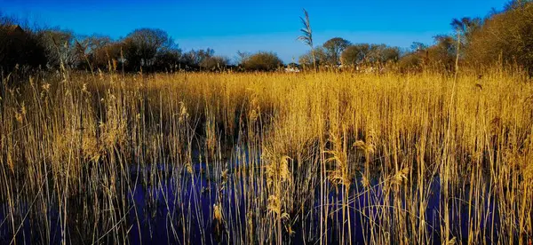 Een Close Shot Van Riet Fragmieten Oever Van Het Meer — Stockfoto