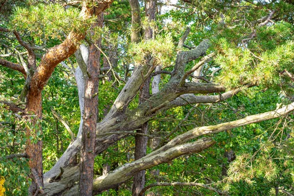 Ein Schöner Blick Auf Bäume Und Ihre Äste Mit Leuchtend — Stockfoto