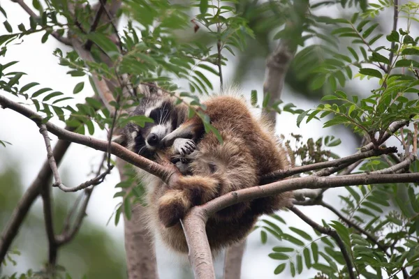 Mapache Dormido Adorable Árbol — Foto de Stock