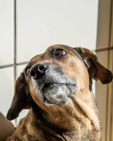 一只可爱的家犬回头看的垂直肖像 — 图库照片