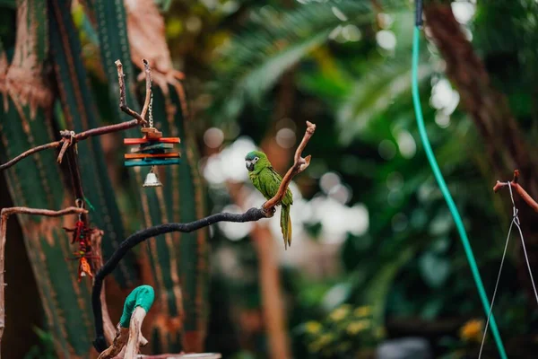Petit Perroquet Perché Sur Une Branche — Photo