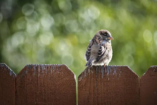 在模糊的背景下 一只小鸟栖息在木制栅栏上的特写镜头 — 图库照片