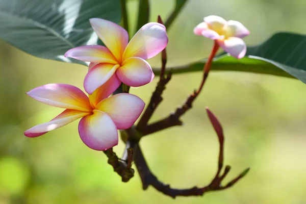 Inquadratura Selettiva Fiori Plumeria Ramo Con Foglie — Foto Stock