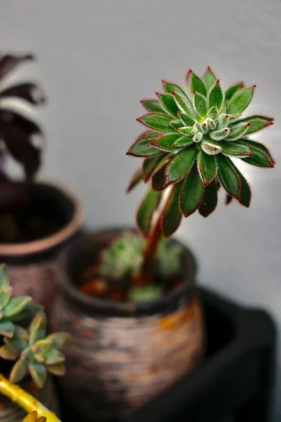 Plan Vertical Plante Echeveria Poussant Dans Petit Pot — Photo