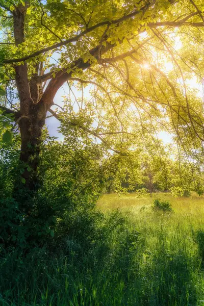 Paysage Vert Frais Forêt Sous Lumière Soleil Été Vertical — Photo