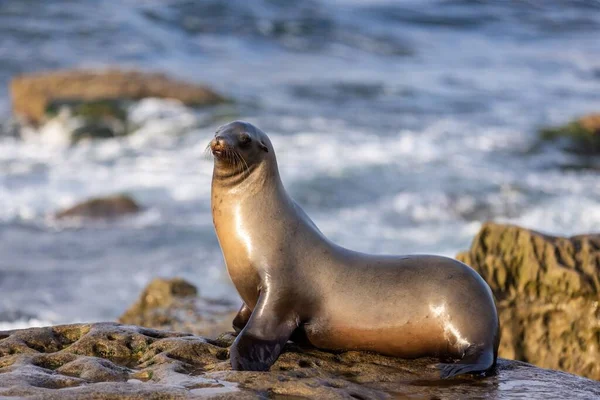 Een Selectieve Focus Shot Van Een Sea Lion Basking Sun — Stockfoto