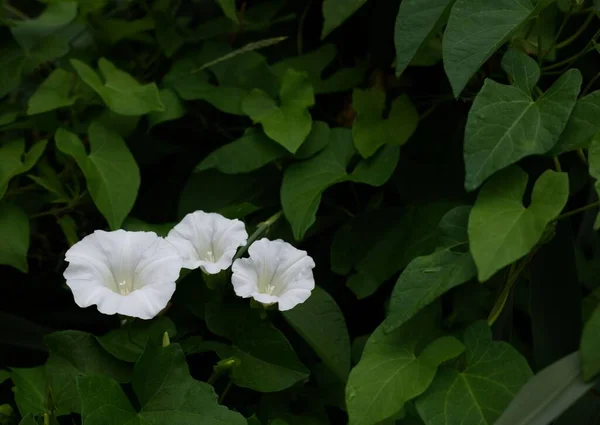 緑色の葉に白い萼片の花を咲かせます — ストック写真