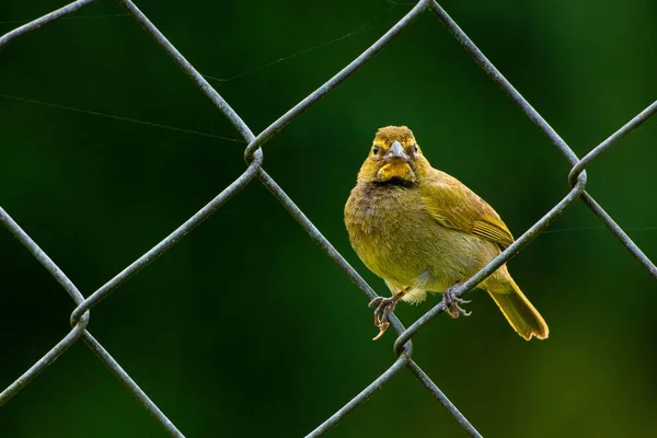 Primer Plano Binbin Amarillo Sobre Fondo Borroso —  Fotos de Stock