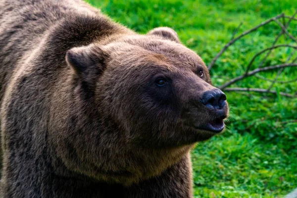 Marsykański Niedźwiedź Brunatny Siedzący Trawie Odwracając Wzrok — Zdjęcie stockowe
