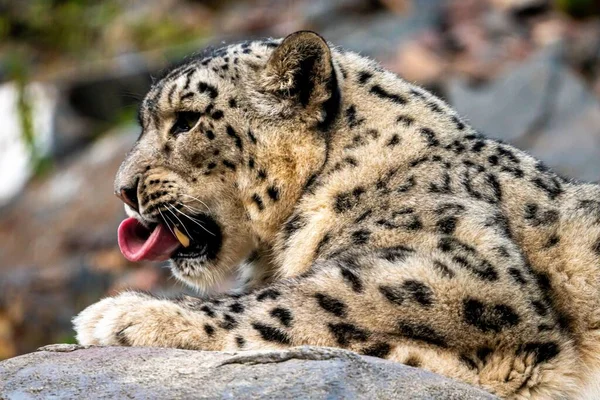 Retrato Del Leopardo Las Nieves Panthera Uncia Tumbado Bostezando — Foto de Stock