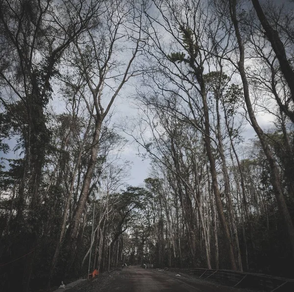 Похмура Похмура Алея Оточенні Листяних Високих Дерев Восени — стокове фото