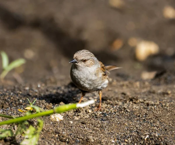 Close Pouco Dunnock Solo Prunella Modularis — Fotografia de Stock