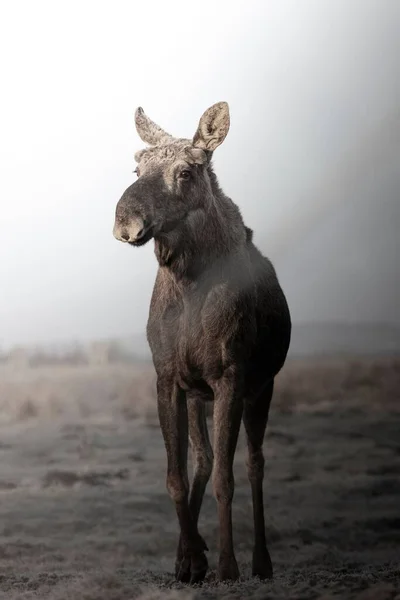 A moose in a field on a foggy day
