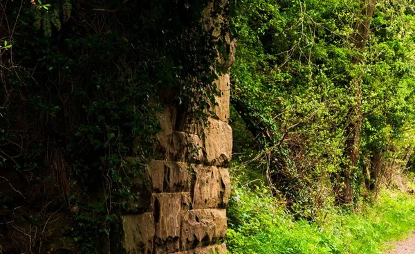 Красивый Снимок Старой Каменной Стены Покрытой Зелеными Растениями Парке Стоковая Картинка