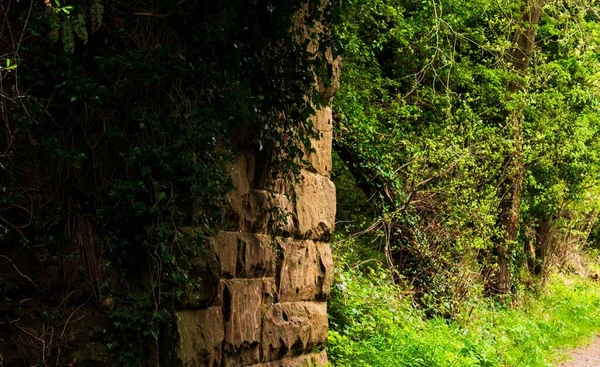 Sebuah Gambar Indah Dari Dinding Batu Tua Ditutupi Dengan Tanaman Stok Lukisan  