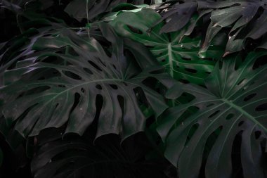 Tropikal Canavar Deliciosa arka planda kalır