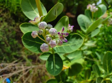 Güvenli Aak Çiçeklerinin Güzel Çekimi Ayurvedic İlaç Bitkileri