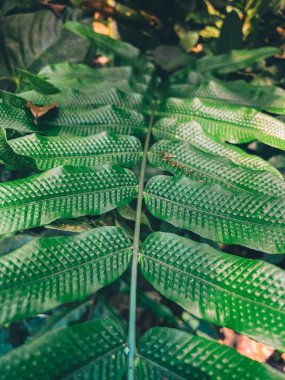 Eğrelti otunun yapraklarının dikey yakın çekimi