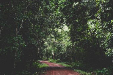 Parktaki bir patikanın manzarası.