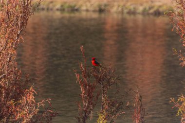 Küçük sevimli bir Vermilion sinekkapanı gölün arka planında bir dalda oturuyor.