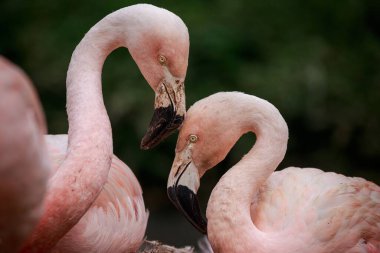 İki Şilili flamingo birbirini kolluyor.