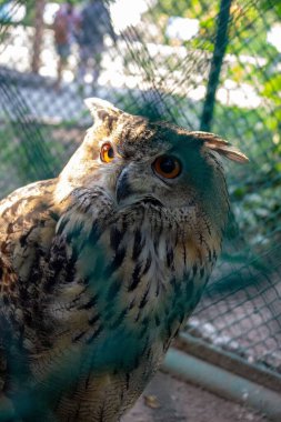 Kafesteki baykuşun yakın çekimi.