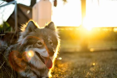 Parktaki sevimli, tüylü bir köpeğin seçicisi.