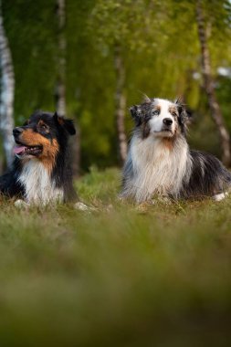 İki Avustralyalı çoban otların üzerinde yatıyor.