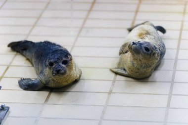 Döşeme döşemede iki şirin liman fokunun yakın çekimi.