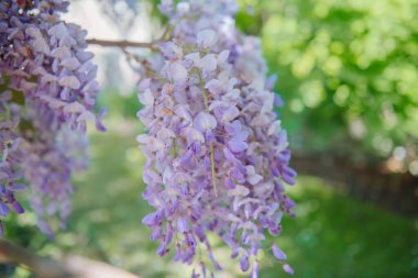 İlkbaharda harika, çiçek açan bir Çin salkımı ağacının yakın çekimi.