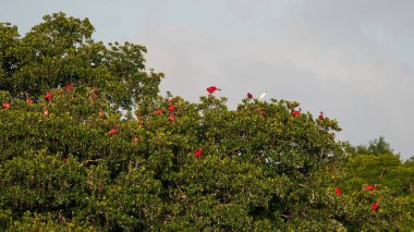 Pembe flamingo sürüsü yemyeşil ağaçların üzerinde uçuyor.