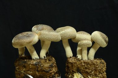 Karanlık bir arka planda büyüyen bir grup mantarın yakın çekimi.