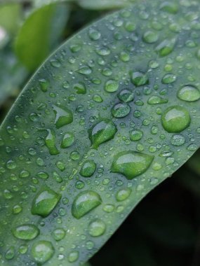 Sabah çiğ taneleriyle kaplı yeşil bir yaprağın dikey yakın çekimi.