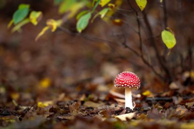 Yerde bulanık bir şekilde büyüyen bir sineğin yakın plan çekimi.